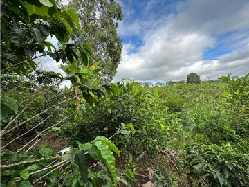 Finca Cafetera A La venta Vereda La Cristalina Circasia Armenia