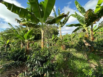 Finca Cafetera A La venta Vereda La Cristalina Circasia Armenia