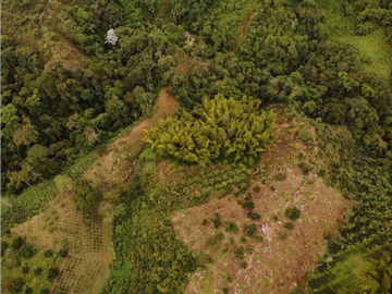 Finca Cafetera A La venta Vereda La Cristalina Circasia Armenia