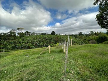 Finca Cafetera A La venta Vereda La Cristalina Circasia Armenia