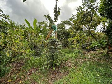Finca Cafetera A La venta Vereda La Cristalina Circasia Armenia
