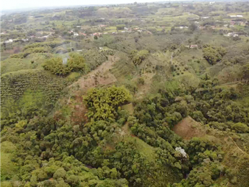 Finca Cafetera A La venta Vereda La Cristalina Circasia Armenia
