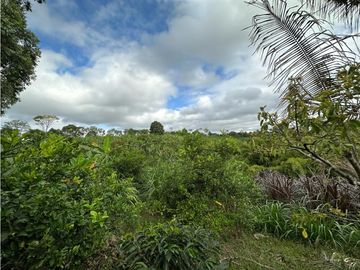 Finca Cafetera A La venta Vereda La Cristalina Circasia Armenia