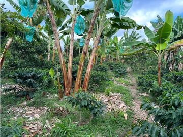 Finca Cafetera A La venta Vereda La Cristalina Circasia Armenia