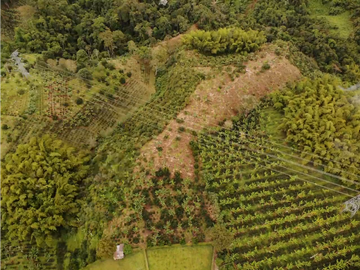 Finca Cafetera A La venta Vereda La Cristalina Circasia Armenia