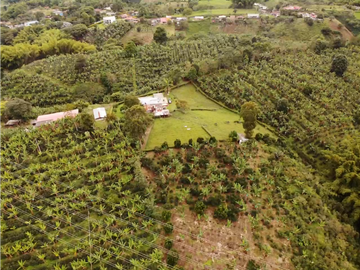 Finca Cafetera A La venta Vereda La Cristalina Circasia Armenia