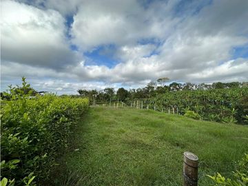 Finca Cafetera A La venta Vereda La Cristalina Circasia Armenia