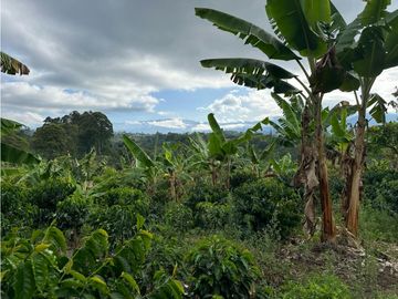 Finca Cafetera A La venta Vereda La Cristalina Circasia Armenia