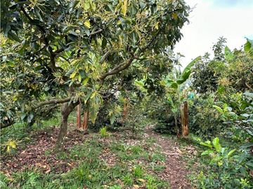 Finca Cafetera A La venta Vereda La Cristalina Circasia Armenia