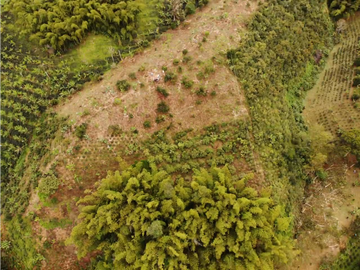 Finca Cafetera A La venta Vereda La Cristalina Circasia Armenia