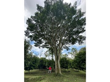 Se Vende Finca Hotel La Tebaida Quindío