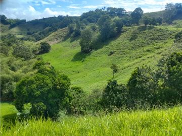 Finca Ganadera A La Venta Montenegro Quindio El Cuzco