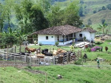 Finca Ganadera A La Venta Montenegro Quindio El Cuzco