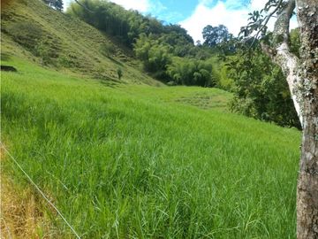 Finca Ganadera A La Venta Montenegro Quindio El Cuzco