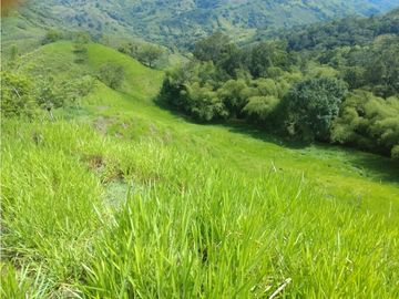 Finca Ganadera A La Venta Montenegro Quindio El Cuzco