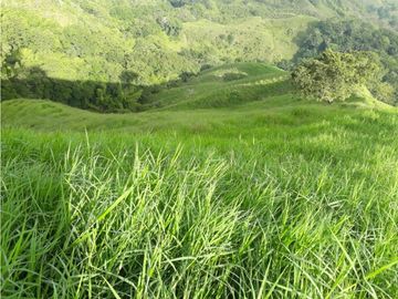 Finca Ganadera A La Venta Montenegro Quindio El Cuzco