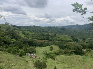 Finca Ganadera A La Venta Montenegro Quindio El Cuzco