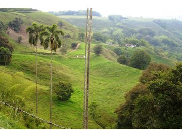 Finca Ganadera A La Venta Montenegro Quindio El Cuzco