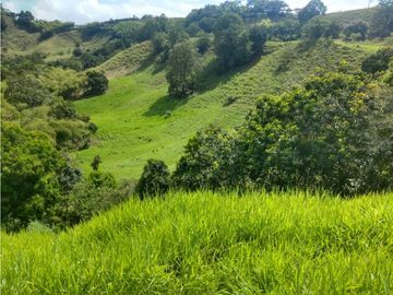 Finca Ganadera A La Venta Montenegro Quindio El Cuzco