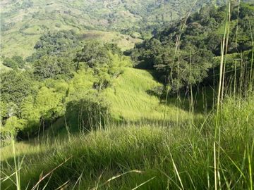 Finca Ganadera A La Venta Montenegro Quindio El Cuzco