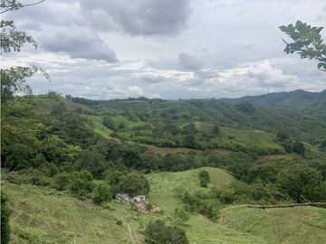 Finca Ganadera A La Venta Montenegro Quindio El Cuzco