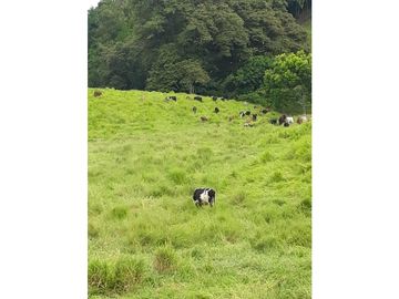 Finca Ganadera A La Venta Montenegro Quindio El Cuzco