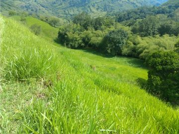 Finca Ganadera A La Venta Montenegro Quindio El Cuzco