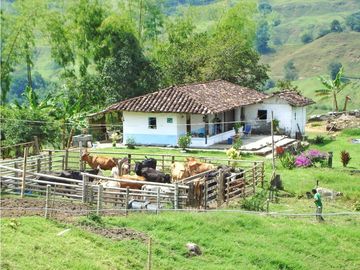 Finca Ganadera A La Venta Montenegro Quindio El Cuzco