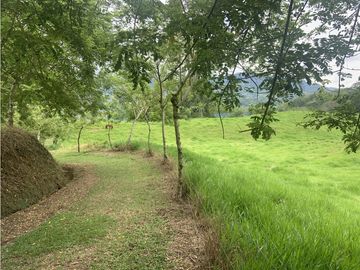 Finca Ganadera A La Venta Montenegro Quindio El Cuzco