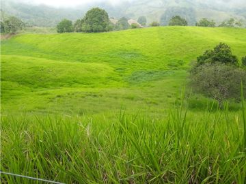Finca Ganadera A La Venta Montenegro Quindio El Cuzco