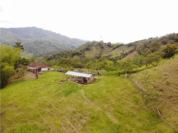 Finca Ganadera A La Venta Montenegro Quindio El Cuzco