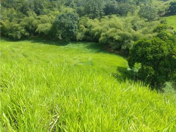 Finca Ganadera A La Venta Montenegro Quindio El Cuzco