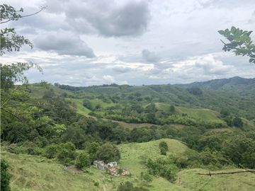 Finca Ganadera A La Venta Montenegro Quindio El Cuzco