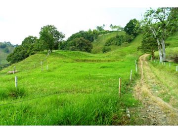 Finca Ganadera A La Venta Montenegro Quindio El Cuzco