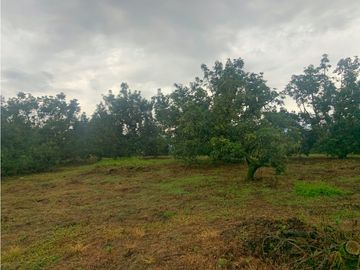Se Vende Lote Sub-Urbano para Condominio Cerrado El Caimo Armenia