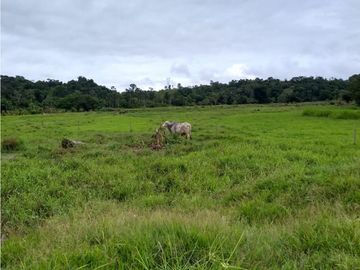 FINCA ENTRE PUERTO BOYACA Y BOLIVAR