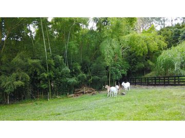 Venta Finca Girardota Corregimiento Cabildo Antioquia
