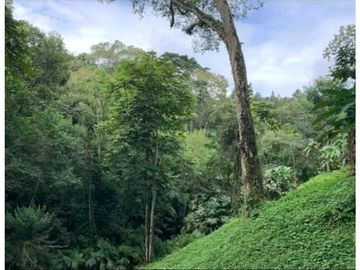 SE VENDE FINCA 4 HECTAREAS LAS MINAS HERRERA