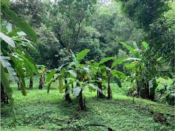 SE VENDE FINCA 4 HECTAREAS LAS MINAS HERRERA