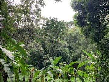 SE VENDE FINCA 4 HECTAREAS LAS MINAS HERRERA