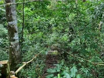 SE VENDE FINCA 4 HECTAREAS LAS MINAS HERRERA