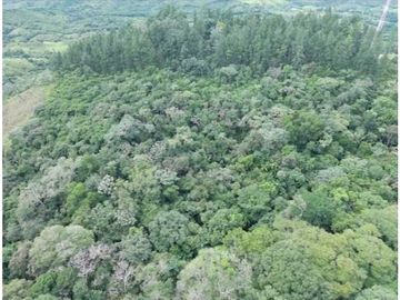 SE VENDE FINCA 4 HECTAREAS LAS MINAS HERRERA