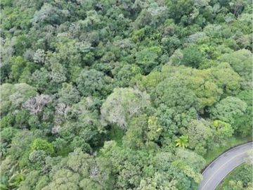 SE VENDE FINCA 4 HECTAREAS LAS MINAS HERRERA