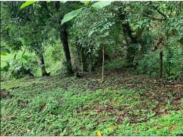 SE VENDE FINCA 4 HECTAREAS LAS MINAS HERRERA