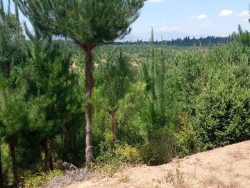 Parcela en Venta en machicura