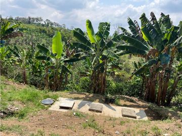 VENDO HERMOSA FINCA AGRO-TURSTICA EN FILANDIA