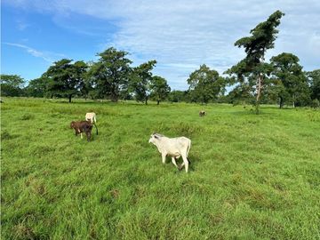 GRAN EXTENSION DE ESTE RANCHO EN ACAPETAHUA CHIAPAS.