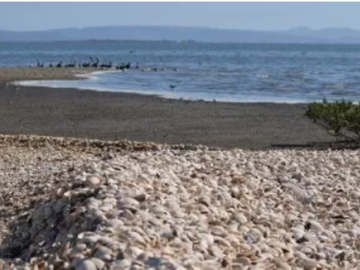 SINALOA ISLA DE TACHICHITLE TERRENO VENTA ANGOSTURA