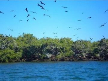 SINALOA ISLA DE TACHICHITLE TERRENO VENTA ANGOSTURA