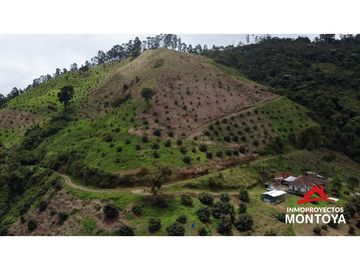 Finca productiva de 130 hectáreas en Génova, Quindío